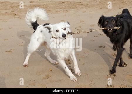 Due piccoli cani Mongrel lottano per un bastone Foto Stock