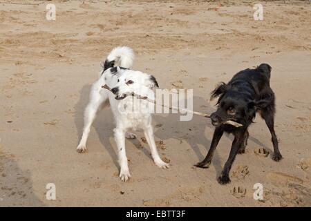 Due piccoli cani Mongrel lottano per un bastone Foto Stock