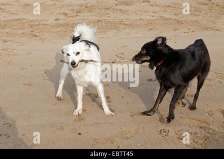 Due piccoli cani Mongrel lottano per un bastone Foto Stock