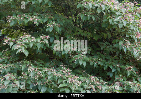 CLERODENDRUM TRICHOTOMUM VAR FARGESII Foto Stock