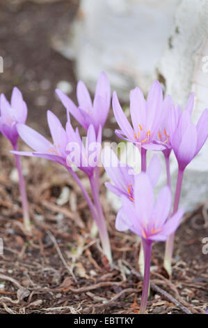 COLCHICUM AUTUMNALE NANCY LINDSAY Foto Stock