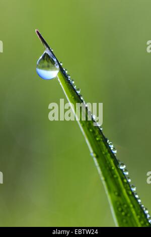 Lama di erba con gocce di rugiada Foto Stock