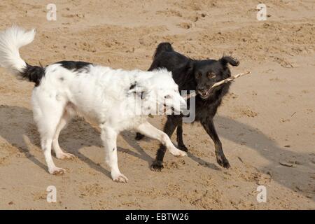 Due piccoli cani Mongrel lottano per un bastone Foto Stock