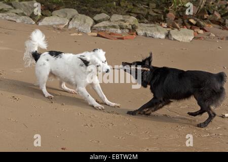 Due piccoli cani Mongrel lottano per un bastone Foto Stock