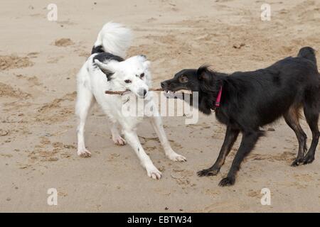 Due piccoli cani Mongrel lottano per un bastone Foto Stock