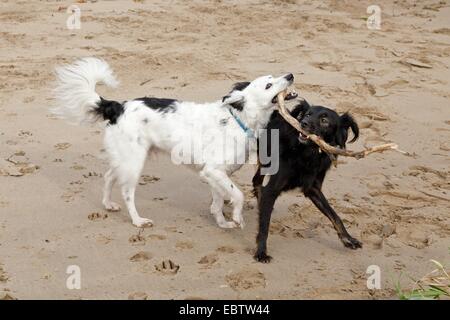 Due piccoli cani Mongrel lottano per un bastone Foto Stock