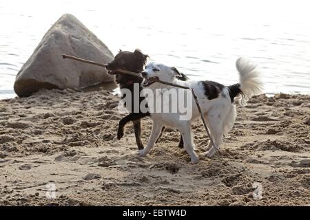 Due piccoli cani Mongrel lottano per un bastone Foto Stock