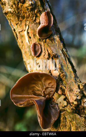 Jelly orecchio (Auricularia padiglione auricolare-judae, Hirneola padiglione auricolare-judae), di corpi fruttiferi in corrispondenza di un tronco di sambuco, Germania Foto Stock