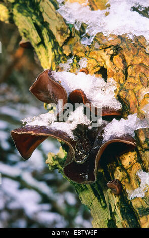 Jelly orecchio (Auricularia padiglione auricolare-judae, Hirneola padiglione auricolare-judae), congelati neve sui corpi fruttiferi in corrispondenza di un tronco di sambuco, Germania Foto Stock