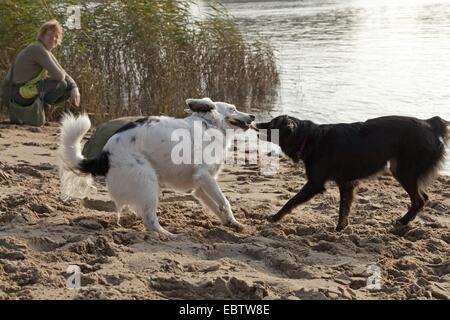 Due piccoli cani Mongrel lottano per un bastone Foto Stock