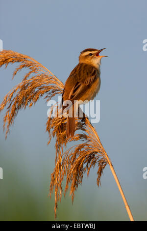 Sedge trillo (Acrocephalus schoenobaenus), seduti su reed lookout e canto, Austria, Burgenland Foto Stock