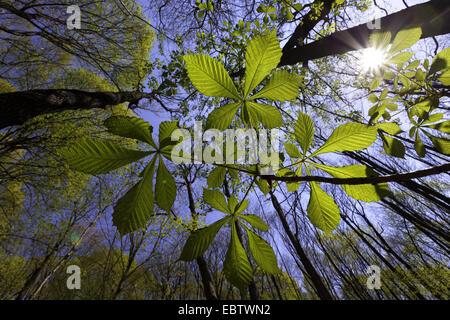 Buckeye, ippocastano (Aesculus spec.), visualizzare il sole attraverso tree tops, in Germania, in Sassonia, Vogtland Foto Stock