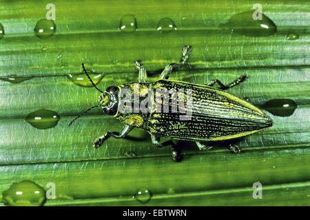 Metallizzate legno-noioso Beetle, Indonesia, Nuova Guinea occidentale Foto Stock