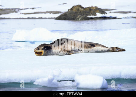 Guarnizione di leopard (Hydrurga leptonyx), poggiante su icefloe, Antartide, Penisola Antartica Foto Stock