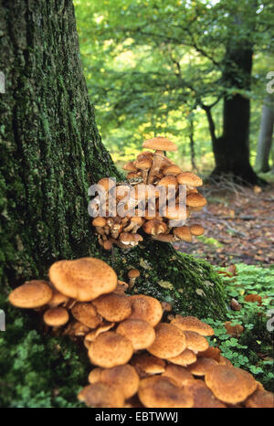 Chiodino (Armillaria mellea), funghi alla base del tronco di un albero, Germania Foto Stock