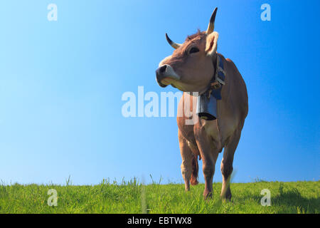 Gli animali domestici della specie bovina (Bos primigenius f. taurus), mucca su pascolo, Svizzera, Zuercher bernese Foto Stock