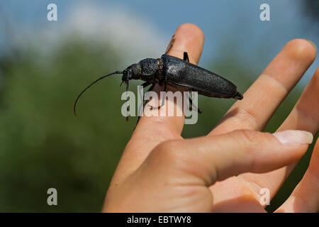 Carpenter longhorn, dalle lunghe corna beetle (Ergates faber), femmina sul dito, Germania Foto Stock