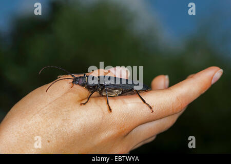 Carpenter longhorn, dalle lunghe corna beetle (Ergates faber), femmina sul dito, Germania Foto Stock