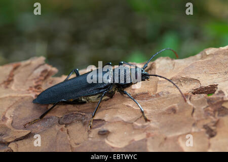 Carpenter longhorn, dalle lunghe corna beetle (Ergates faber), femmina su deadwood, Germania Foto Stock