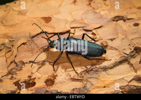 Carpenter longhorn, dalle lunghe corna beetle (Ergates faber), femmina su deadwood, Germania Foto Stock