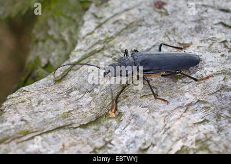 Carpenter longhorn, dalle lunghe corna beetle (Ergates faber), femmina su deadwood, Germania Foto Stock