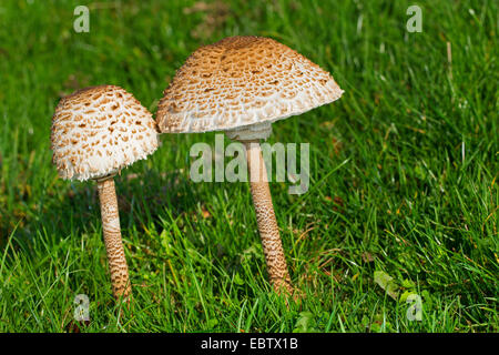 Parasol (Macrolepiota procera, Lepiotia procera), due corpi fruttiferi in un prato, Germania Foto Stock