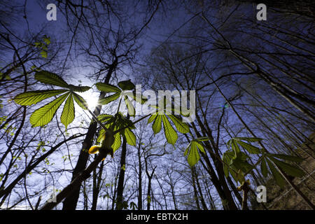 Visualizzare il sole attraverso tree tops, in Germania, in Sassonia, Vogtland Foto Stock