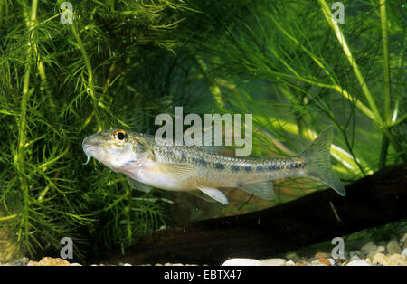 Spinotto (Gobio gobio), vista laterale, Germania Foto Stock