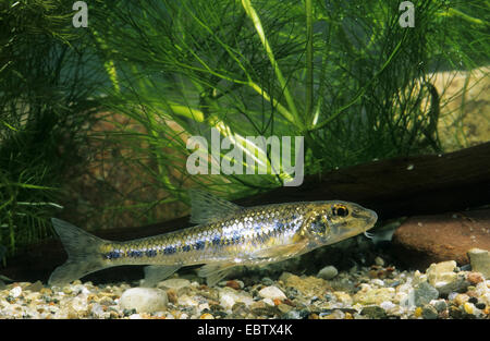 Spinotto (Gobio gobio), vista laterale, Germania Foto Stock