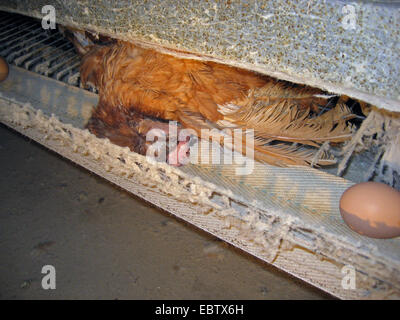 Galli e galline (Gallus gallus f. domestica), morto, le galline ovaiole in batteria in fattoria, Germania, Foto Stock