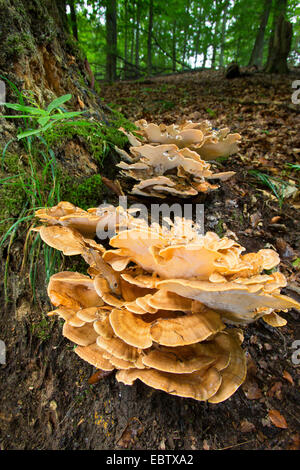 Polypore gigante, nero-colorazione polypore, gigantesco fungo polypore (Meripilus giganteus), di corpi fruttiferi a una radice, Germania Foto Stock