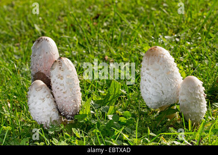 Shaggy copertura di inchiostro, Avvocato parrucca, Shaggy mane (Coprinus comatus), di corpi fruttiferi in un prato, Germania Foto Stock