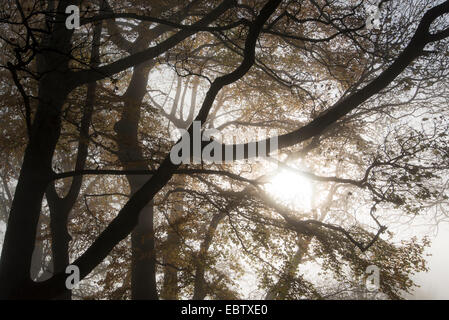 Nebbia di mattina su un vicolo del paese vicino a Castleton in Derbyshire. Grande sovrastanti i rami degli alberi creando una scena atmosferica. Foto Stock