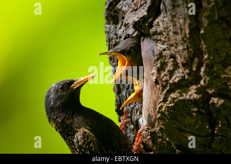 Starling comune (Sturnus vulgaris), alimentando i suoi pulcini, Svizzera, Sankt Gallen Foto Stock