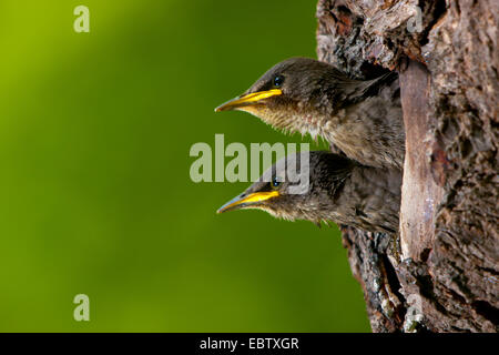 Starling comune (Sturnus vulgaris), giovani storni il peering dal suo nido foro, Svizzera, Sankt Gallen Foto Stock
