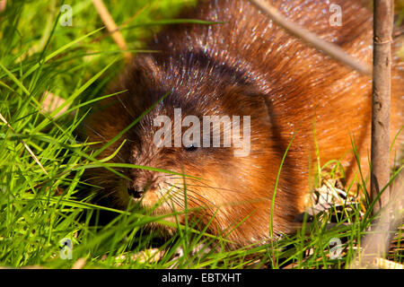 Topo muschiato (Ondatra zibethica), gfeeding sull'erba, Svizzera, Sankt Gallen Foto Stock