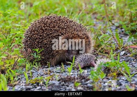 Western riccio, Europeo riccio (Erinaceus europaeus), madre riccio con due bambini piccoli, Svizzera, Sankt Gallen Foto Stock