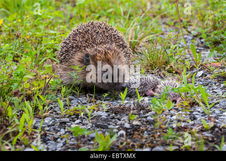 Western riccio, Europeo riccio (Erinaceus europaeus), madre riccio con due bambini piccoli, Svizzera, Sankt Gallen Foto Stock