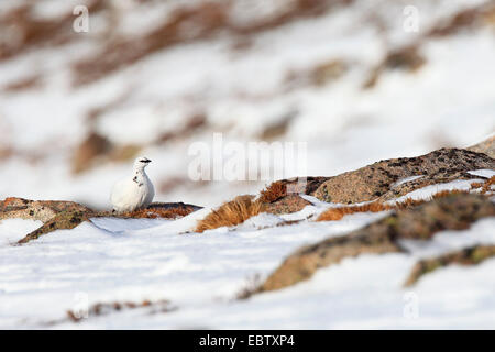 Pernice bianca, Neve di pollo (Lagopus mutus), maschio seduta nella neve, Regno Unito, Scozia, Cairngorms National Park Foto Stock