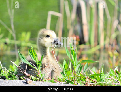 Un Canada Goose gosling seduto nell'erba. Foto Stock