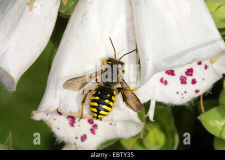 Carda lana bee (Anthidium manicatum), a fioritura foxglove, Germania, Meclemburgo-Pomerania Occidentale Foto Stock