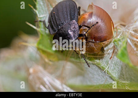 Phosphuga atrata (Phosphuga atrata, Silpha atrata), alimenta una lumaca, Germania, Meclemburgo-Pomerania Occidentale Foto Stock