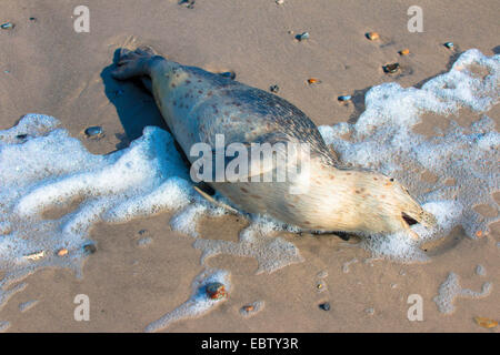 Guarnizione di tenuta del porto, guarnizione comune (Phoca vitulina), morto giovane guarnizione porto sulla spiaggia, Germania, Schleswig-Holstein, Isola di Helgoland Foto Stock