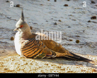 Crested pigeon (Ocyphaps lophotes), che appoggia sul suolo, Australia Australia Occidentale, Coral Bay Foto Stock