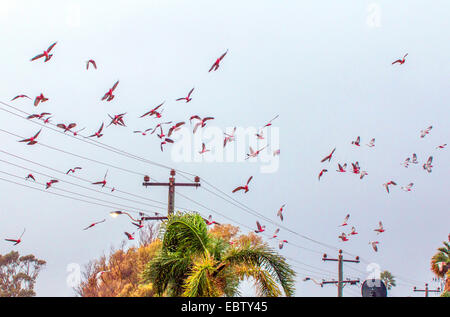 Galah (Eolophus roseicapillus, Cacatua roseicapillus), gregge volare fino da una linea elettrica ad alta tensione, Australia Australia Occidentale, Kalbarri National Park Foto Stock