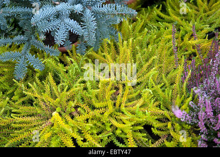 Nero (crowberry Empetrum nigrum 'Bernstein', Empetrum nigrum Bernstein), cultivar Bernstein Foto Stock