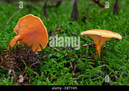 Falso chanterelle (Hygrophoropsis aurantiaca), due corpi fruttiferi di moss sul suolo della foresta, Germania, Meclemburgo-Pomerania Occidentale Foto Stock