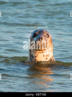 Guarnizione grigio (Halichoerus grypus), Grigio tenuta in acqua, Germania, Schleswig-Holstein, Helgoland Foto Stock