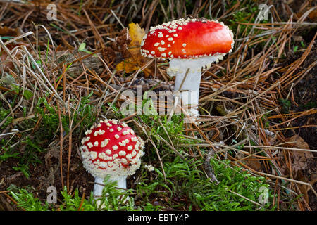 Fly agaric (amanita muscaria), due corpi fruttiferi di moss sul suolo della foresta, Germania, Meclemburgo-Pomerania Occidentale Foto Stock