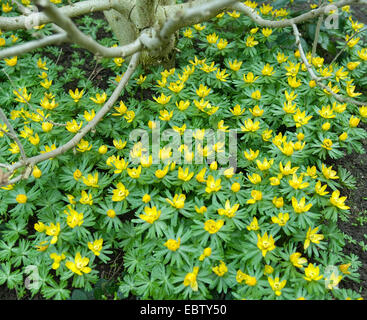 Aconitum invernale (Eranthis hyemalis), fioritura Foto Stock